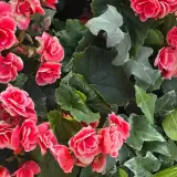 Garden day — SageCoussin86